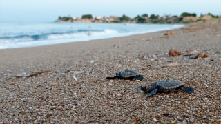 Manavgat’ta caretta carettalar mavi sularla buluşmaya başladı