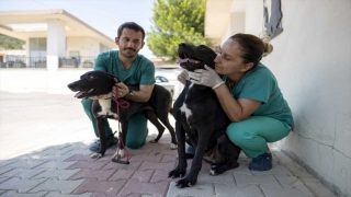 Mersin’de gençlik hastalığına yakalanan ”Rüzgar” ve ”Zeytin” sağlığına kavuştu