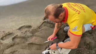 Hatay’da çuvala dolanan caretta caretta yavrusu kurtarıldı