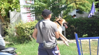 Antalya’da denize düşen köpek kurtarıldı