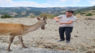 Salda Gölü çevresine salınan kızıl geyikler görüntülendi