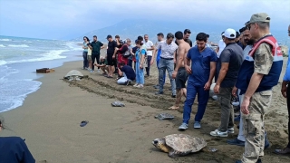 Hatay’da tedavileri tamamlanan 5 kaplumbağa denize bırakıldı