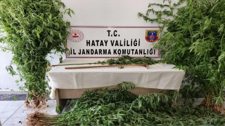 Hatay’da ormanlık alanda Hint keneviri yetiştiren şüpheli yakalandı