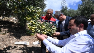 Hatay’da üretilen alıcın hasadına başlandı