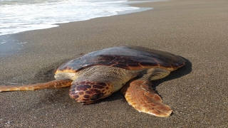 Hatay’da sahilde ölü caretta caretta bulundu