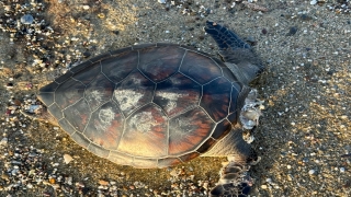 Alanya’da sahilde ölü caretta caretta bulundu