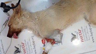 Sol ön patisi parçalanan köpek, bacağından oldu