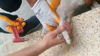 Cam kavanozuna başını sıkıştıran kedi kurtarıldı