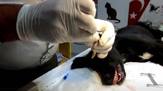Sahipsiz sokak köpeğine diş dolgusu yapıldı