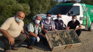 Osmaniye’de, 120 Saka kuşu doğaya salındı
