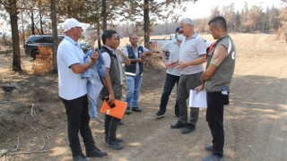 Yanan ormanlık alanlar yeniden ağaçlandırılacak