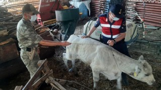 Yangınlarda Jandarma ekipleri halkın yanındaydı