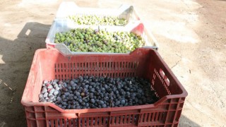 Zeytin yetiştiricilerine plastik kasa desteği