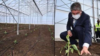 OSB’deki seraya 4 bin 600 muz fidanı dikildi