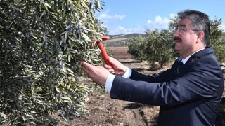 Vali Erdinç Yılmaz zeytin hasadı yaptı
