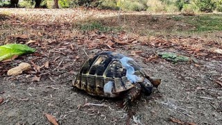 Otomobilin ezdiği yavru kaplumbağa tedavi edildi