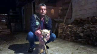Yaralı tilki tedavi altına alındı
