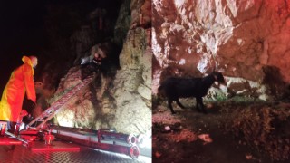 Dağda mahsur kalan keçiler kurtarıldı