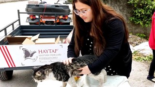 Sokak hayvanlarına sağlık taraması hizmeti başlatıldı