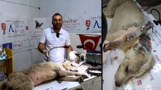 Boynundaki demir tasmanın yaraladığı köpek tedaviye alındı