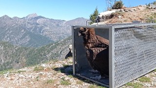 Tedavi edilen Akbaba doğaya bırakıldı