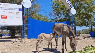 Ampute Eşek, Emekli Hayvanlar Çiftliğinde Doğum Yaptı