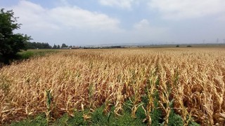 Osmaniye'de Mısır üreticileri mantar hastalığından dert yanıyor