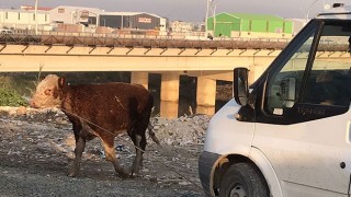 Hatay’da Asi Nehri’ne düşen büyükbaş hayvan kurtarıldı