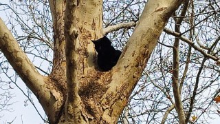 Adana’da ağaçta mahsur kalan kedi kurtarıldı