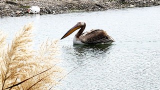 Antalya Kemer’de ak pelikan görüldü