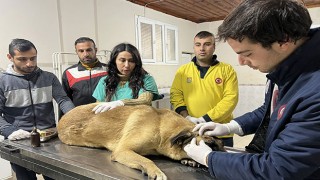 Mersin’de kamyonetin çarptığı engelli köpek tedaviye alındı