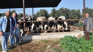 Tarsus’ta süt üreticilerine inek desteği