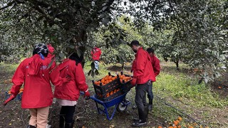 Hatay’a gelen gönüllü gençler, çiftçilerle narenciye topladı