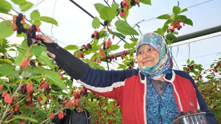 Mersin’de serada yetiştirilen karadutta hasat mesaisi başladı