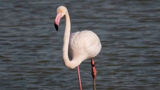 Adana’da yaralı flamingo görüntülendi