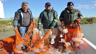 Akdeniz’de avlanan balıkçıların ağları ölü göçmen denizanalarıyla doldu
