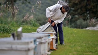 ”Yalancı bahar” ve zirai ilaç kullanımı arı ölümlerine yol açabiliyor