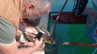 Alanya’da misinaya dolanan caretta caretta kurtarıldı