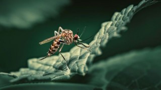 Vatandaşlar, Sivrisineklere Karşı İlaçlama İstiyor