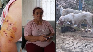 Hatay’da köpeklerin saldırısına uğrayan kadının kolunda his kaybı oluştu