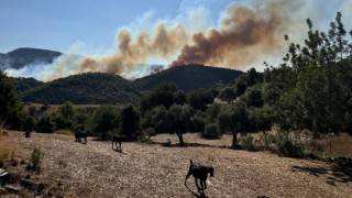 Adana’da çıkan orman yangınına müdahale ediliyor