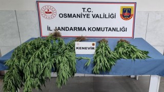 Osmaniye’de Çok Sayıda Uyuşturucu Yakalandı