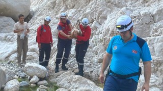 Antalya’da dere yatağında yaralı bulunan yaban keçisi kurtarıldı