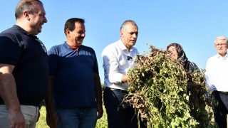 Başkan Çenet Fıstık Hasadı Yaptı