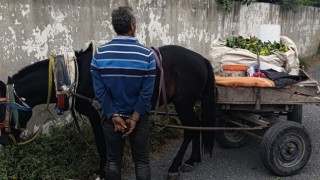 Hatay’da narenciye hırsızlığı yapan kişi yakalandı