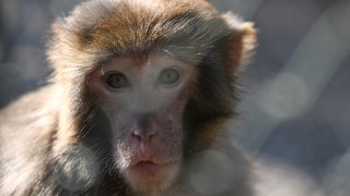 Antalya’da evde bulunan rhesus maymunu, yeni yuvasında ziyaretçiyle buluştu