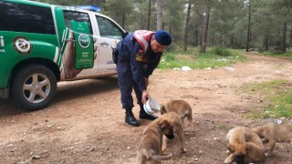 Antalya’da jandarma ekipleri sokak hayvanları için mama bıraktı