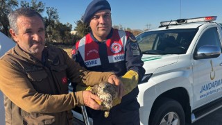 Burdur’da yaralı boz şahini jandarma ekipleri kurtardı