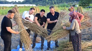 Coğrafi işaretli Manavgat susamı, otellerin mutfaklarını lezzetlendiriyor