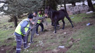 Hatay’da başıboş yaralı katır tedaviye alındı